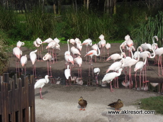 Flamingos by pool